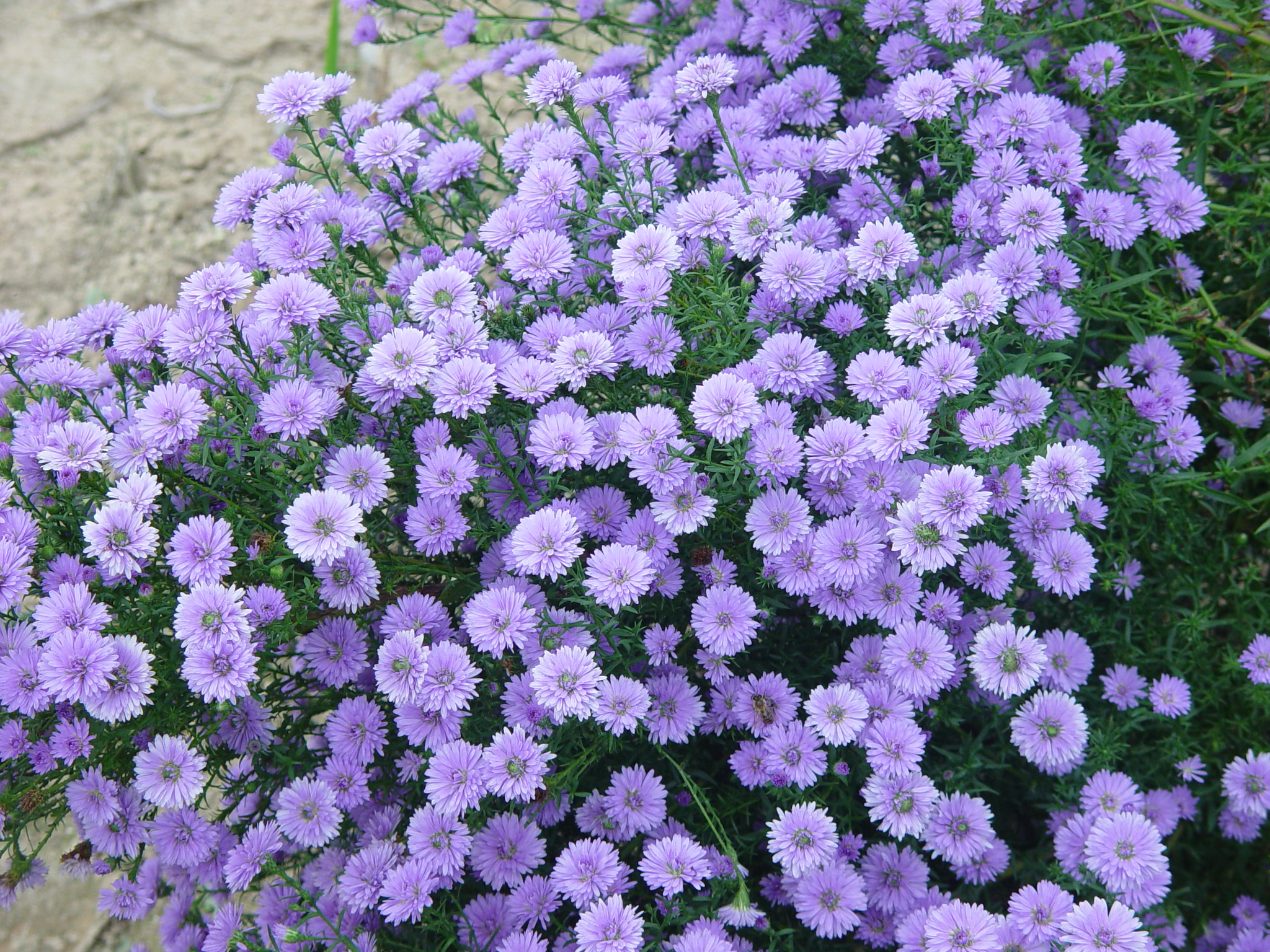 Aster novae-angliae 'Marie Ballard'